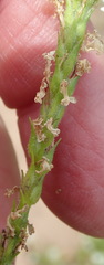 Dischisma ciliatum erinoides