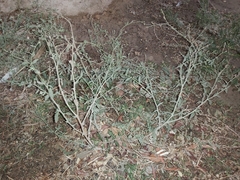 Heliotropium bacciferum