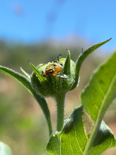 Zonosemata vittigera