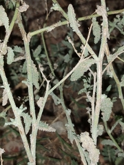Heliotropium bacciferum