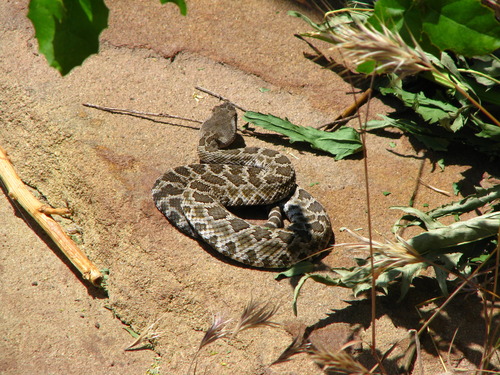 Photo of a Southern Pacific Rattlesnake (Crotalus helleri)