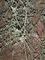 Heliotropium bacciferum