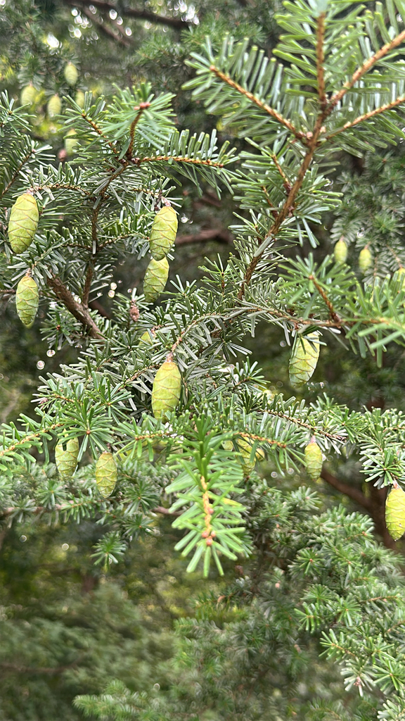 Ulleungdo hemlock