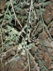 Heliotropium bacciferum