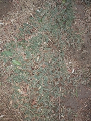 Tribulus terrestris