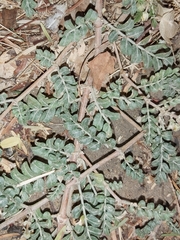 Tribulus terrestris
