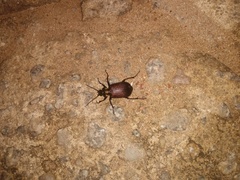 Calosoma alternans