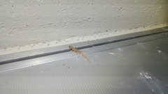 Hemidactylus frenatus