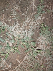 Tribulus terrestris