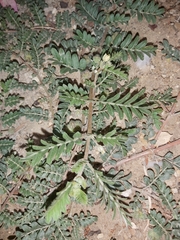 Tribulus terrestris