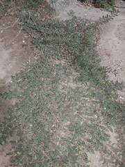 Tribulus terrestris