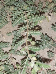 Tribulus terrestris