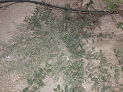 Tribulus terrestris