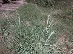 Cynodon dactylon