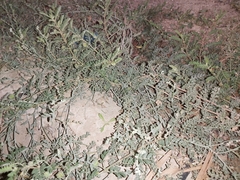 Tribulus terrestris