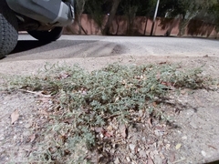 Tribulus terrestris