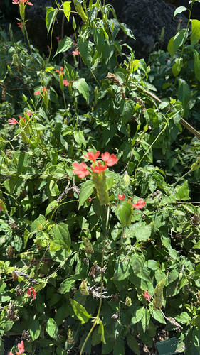 Crossandra infundibuliformis observed 2025-09-13