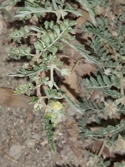 Tribulus terrestris