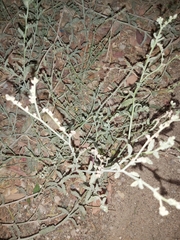 Heliotropium bacciferum