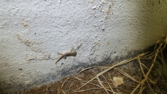 Hemidactylus frenatus