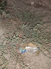 Heliotropium bacciferum