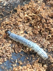 Scolecocampa liburna