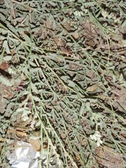 Heliotropium bacciferum
