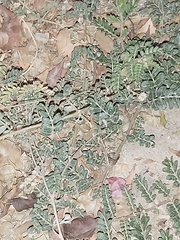 Tribulus terrestris
