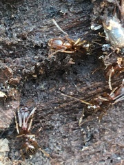 Aphaenogaster fulva