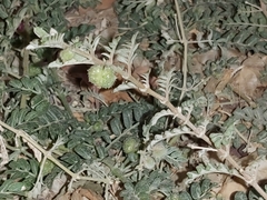 Tribulus terrestris