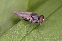 Acathrito lindneri
