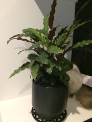 Goeppertia rufibarba