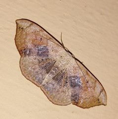 Somatina purpurascens