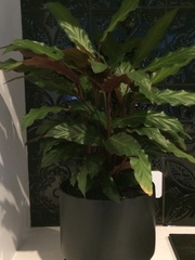 Goeppertia rufibarba