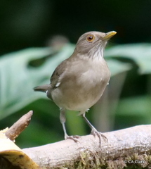Turdus maculirostris