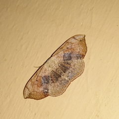 Somatina purpurascens