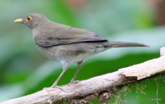Turdus maculirostris