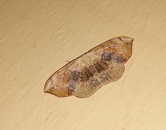 Somatina purpurascens