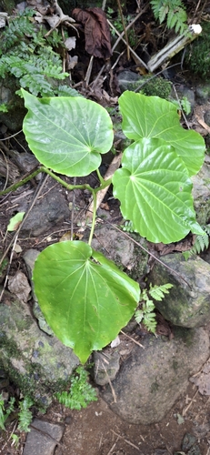 Macropiper latifolium observed 2025-08-18