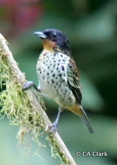 Ixothraupis rufigula