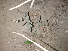 Heliotropium bacciferum