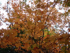 Acer japonicum
