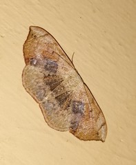 Somatina purpurascens