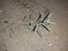 Heliotropium bacciferum