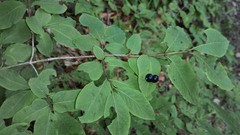 Lonicera nigra