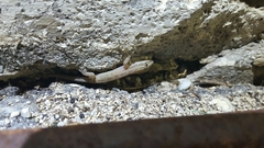 Hemidactylus frenatus