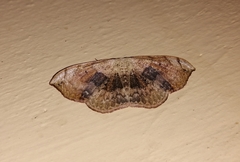 Somatina purpurascens