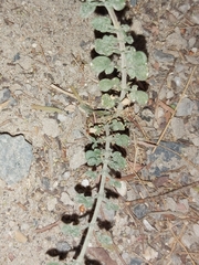 Fagonia