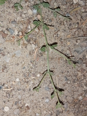 Fagonia