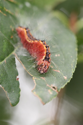 Acronicta thoracica photo 3